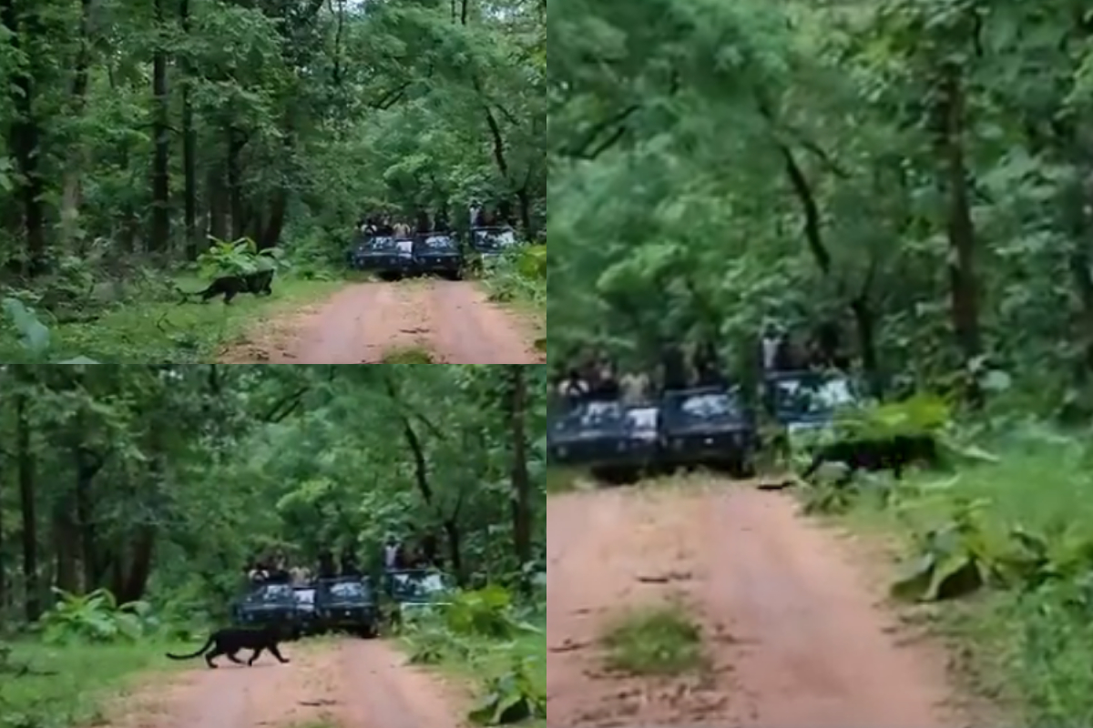 black panther crossing road