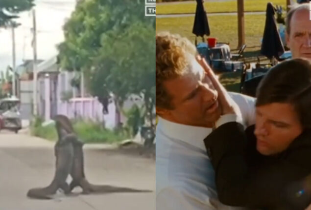 Viral Video: Monitor lizards wrestle on the road 