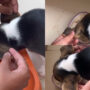 Watch: Puppy with floppy ears that are too heavy for the puppy to carry
