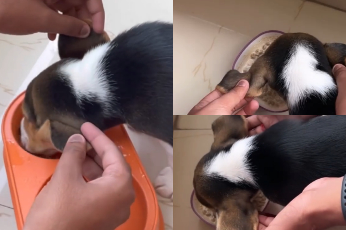 Puppy with floppy ears