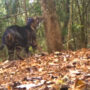 Rare black tiger spotted in Odisha’s Simlipal National Park