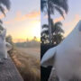 Viral Video: Parrot with mohawk ramp walking with swag