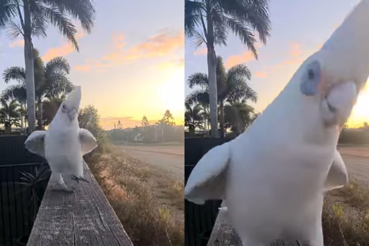 Parrot mohawk