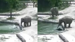 Vira Video: Elephants save baby from drowning in pool