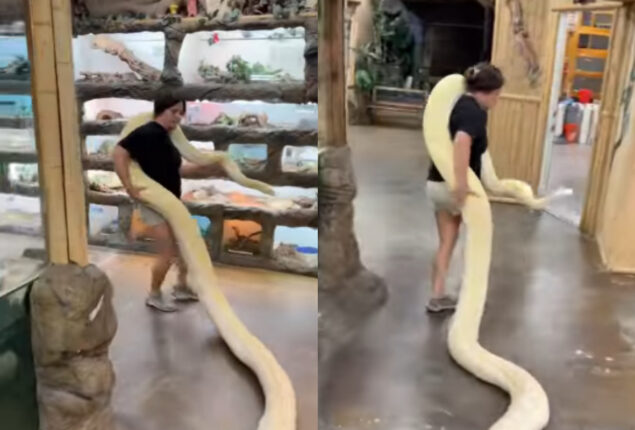 Watch: People applaud a woman for carrying a python by herself