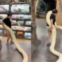 Watch: People applaud a woman for carrying a python by herself