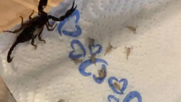 Woman returns from Croatia with 18 scorpions in her suitcase