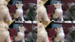 Kittens dancing