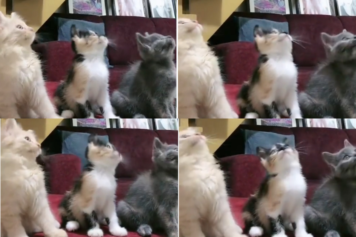 Kittens dancing