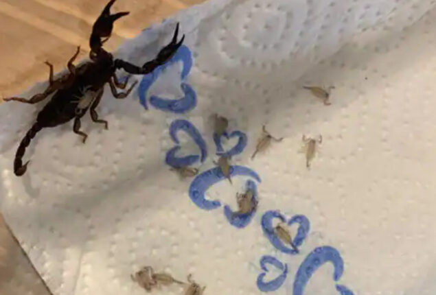 Woman returns from Croatia with 18 scorpions in her suitcase
