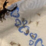 Woman returns from Croatia with 18 scorpions in her suitcase