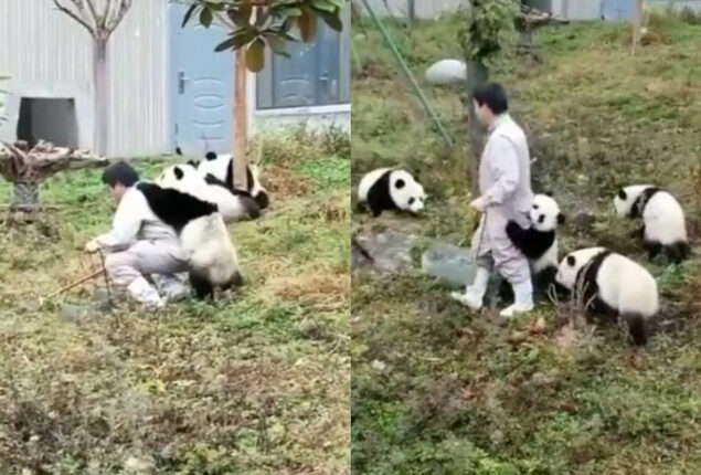 panda caretaker
