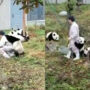 Netizens are speechless to see the life of panda caretaker, Watch