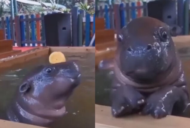 Baby Hippos swimming in pool looks adorable