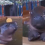 Baby Hippos swimming in pool looks adorable