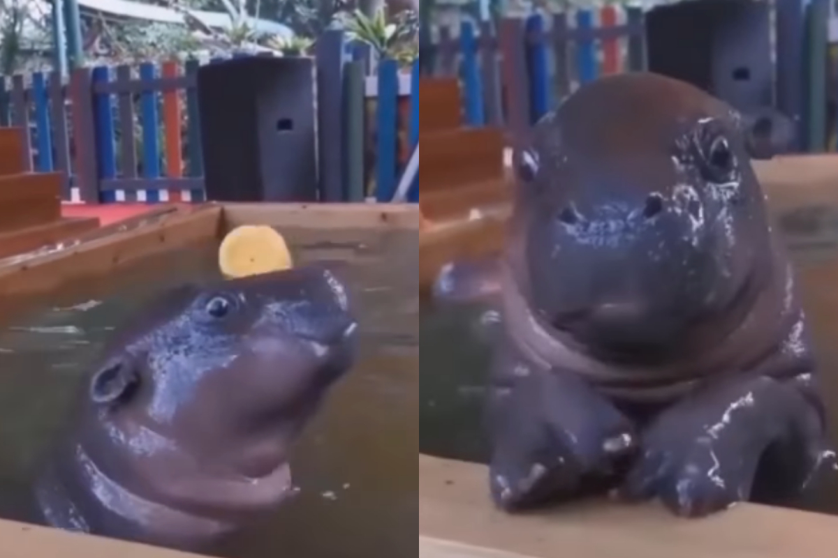 Baby Hippos