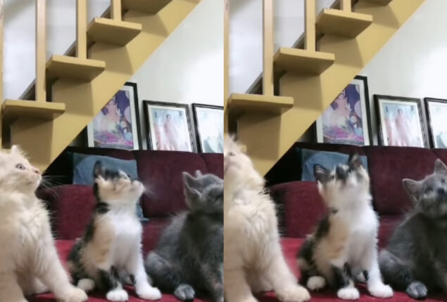 Cute Kittens Dance to Charlie Puth’s Song in Perfect Sync