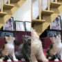 Cute Kittens Dance to Charlie Puth’s Song in Perfect Sync