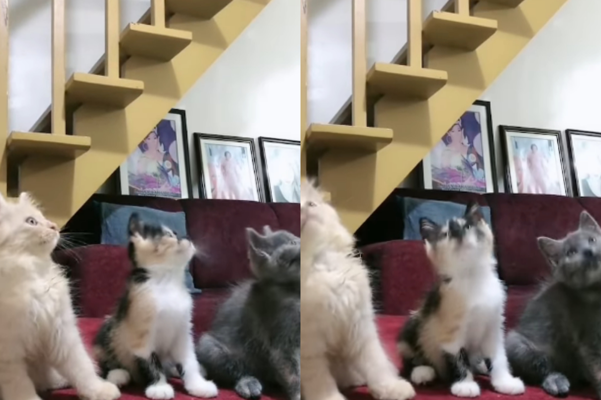 Cute Kittens