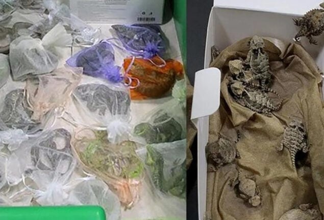 Man arrested for smuggling reptiles to other countries while carrying them in his pants