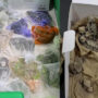 Man arrested for smuggling reptiles to other countries while carrying them in his pants