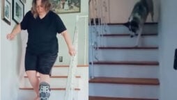 Dog tries to copy injured owner while descending stairs