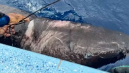 Greenland sharks