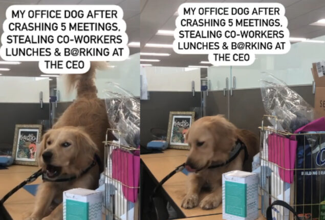 Cute dog distracted everyone from working & barked at CEO; Watch video