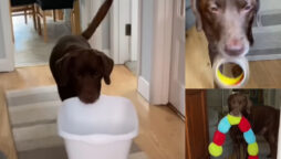Cute pet bringing “welcome home gifts” for his owner went viral; Watch