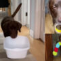 Cute pet bringing “welcome home gifts” for his owner went viral; Watch