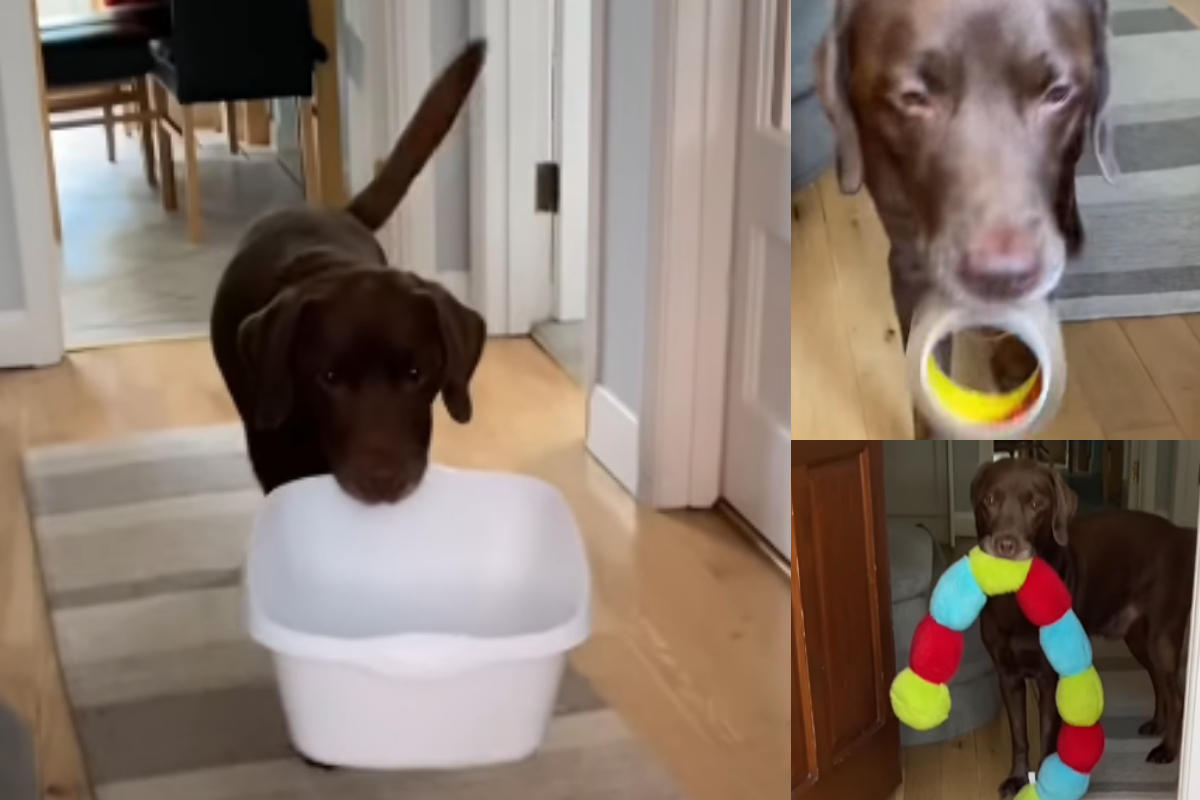Cute pet gifts