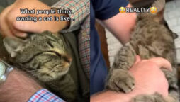 Viral Video: Pet parent shows how it looks to have a cat