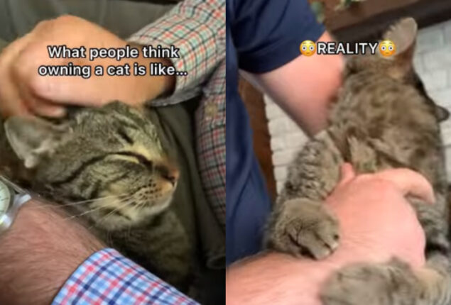 Viral Video: Pet parent shows how it looks to have a cat