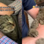Viral Video: Pet parent shows how it looks to have a cat