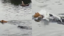 crocodile attacked lioness