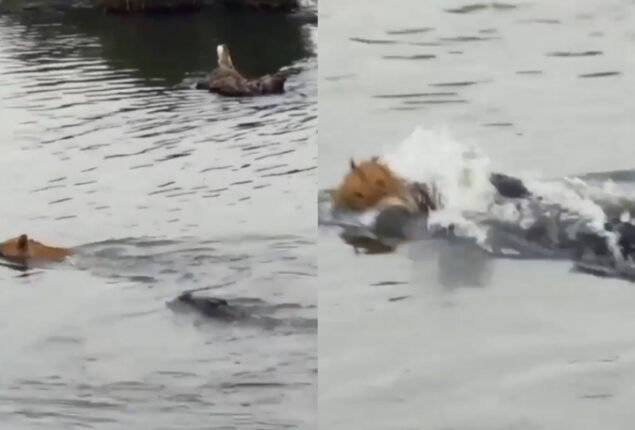 Watch: Lioness brutally attacked by crocodile