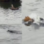 Watch: Lioness brutally attacked by crocodile