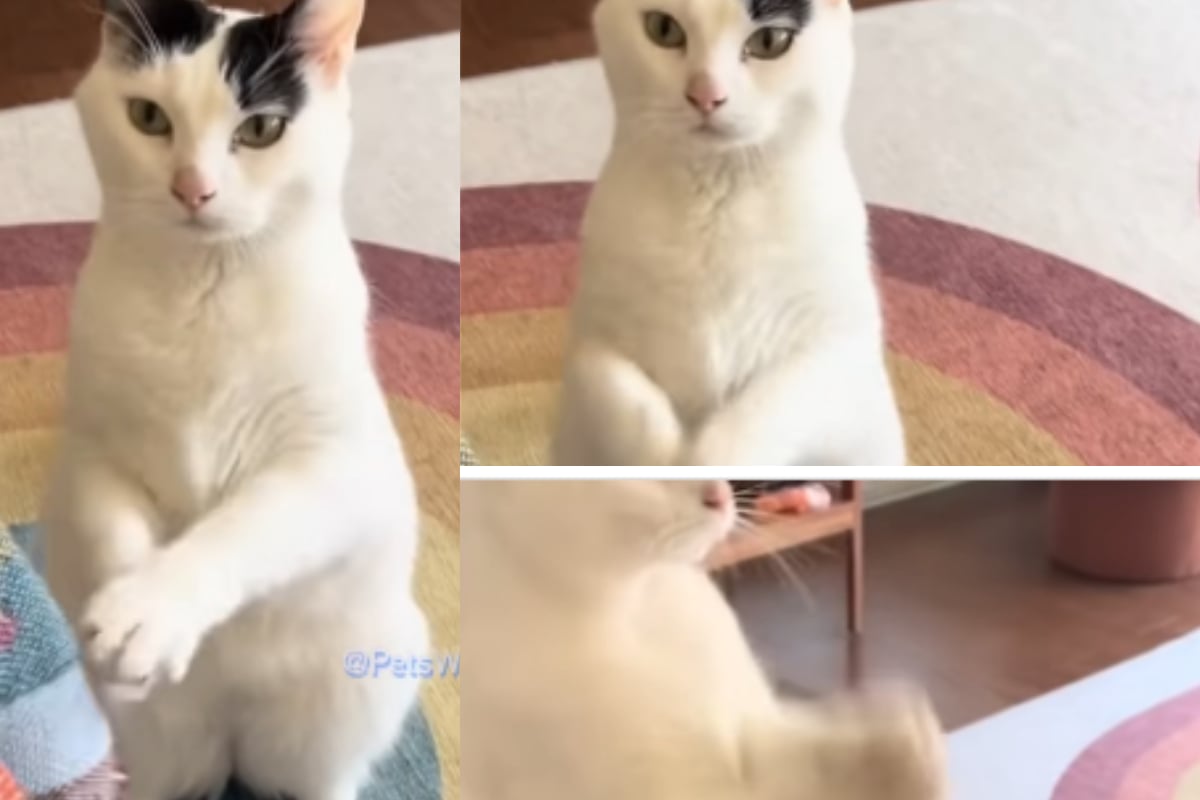 Cat begging