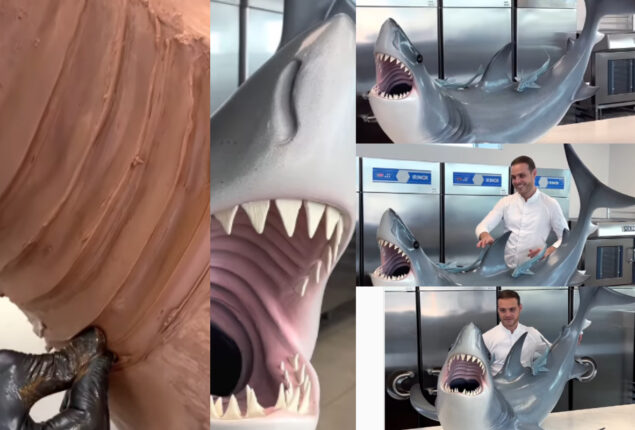 chocolate shark