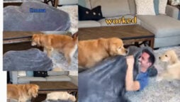 Golden Retrievers