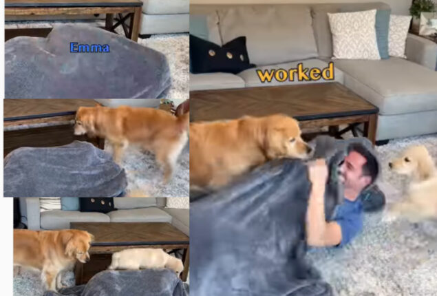 Pet parent plays hide-and-seek with Golden Retrievers; Watch