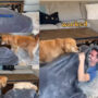 Pet parent plays hide-and-seek with Golden Retrievers; Watch