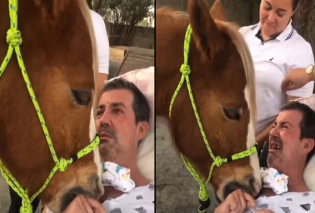 therapy horse