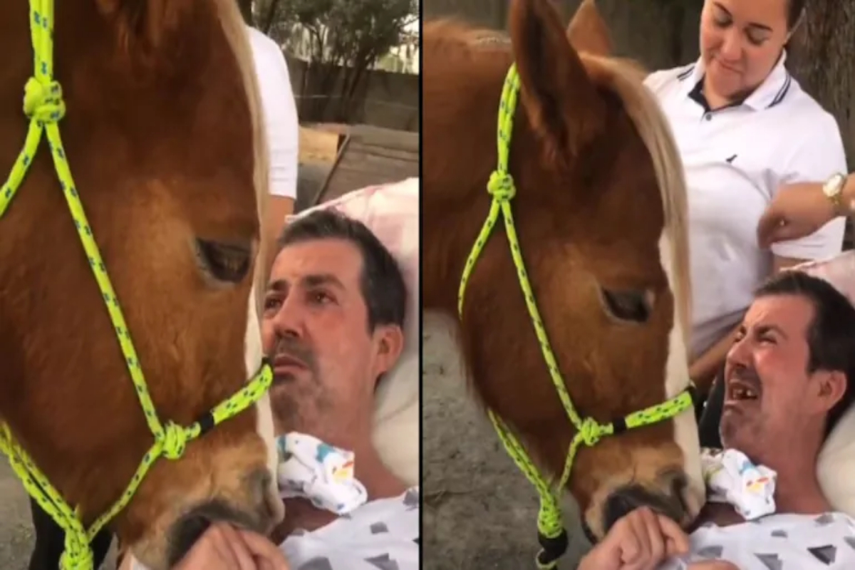 therapy horse