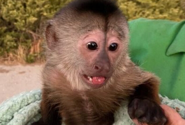 Zoo emergency call baffles cops. Why?