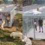 Viral: Humans are caged while wild animals roam free in this zoo