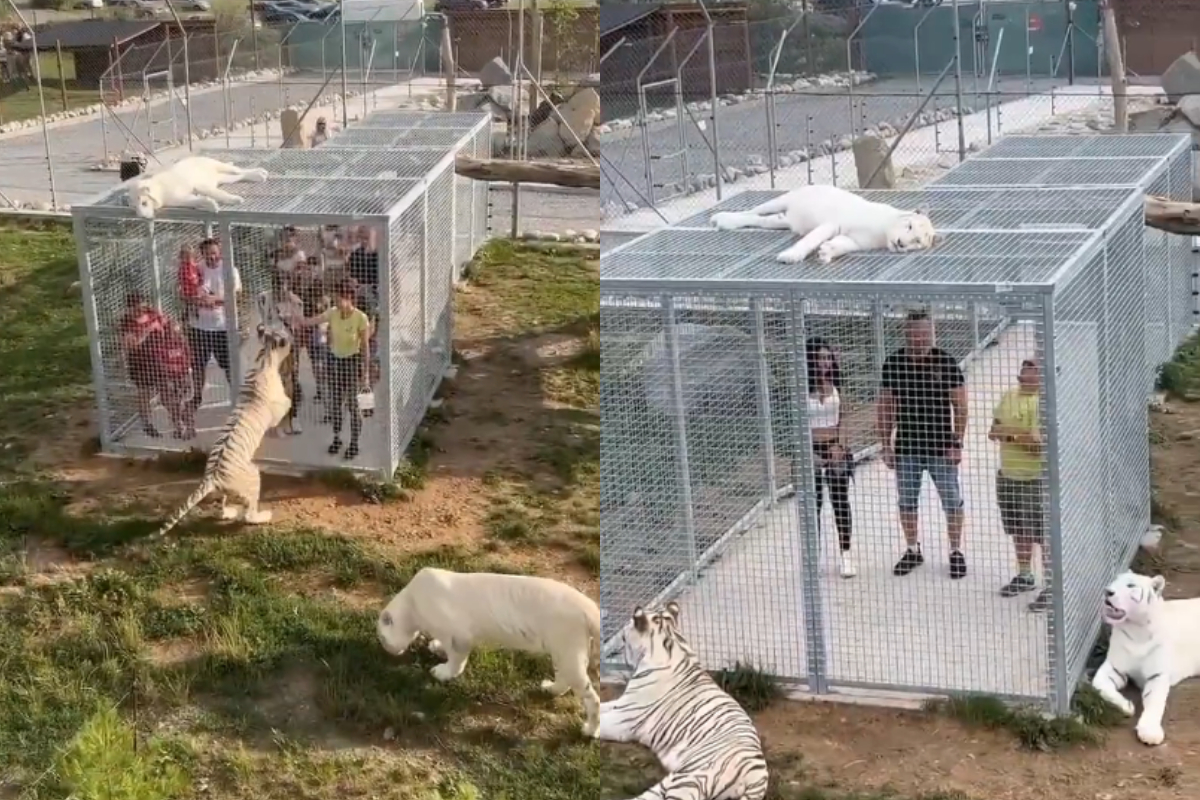Wild animals