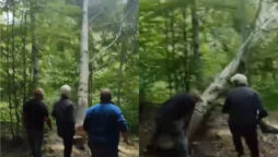 Man cuts down tree, gets Karma from nature
