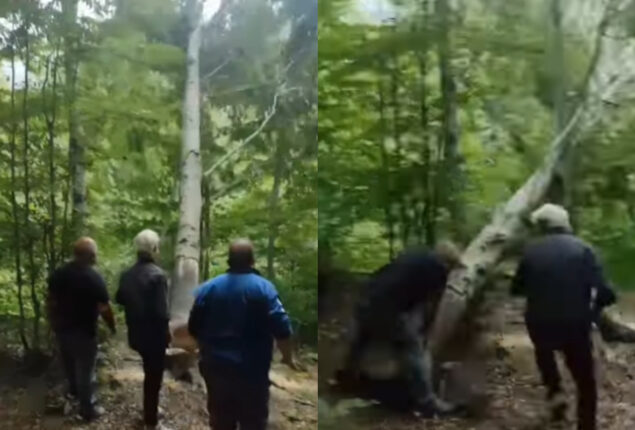 cuts down tree