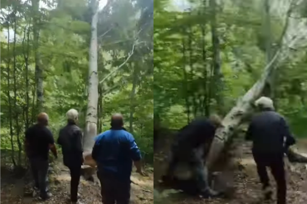 cuts down tree